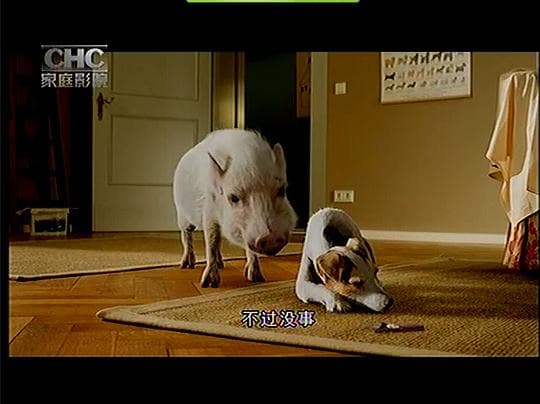 宠物寄语