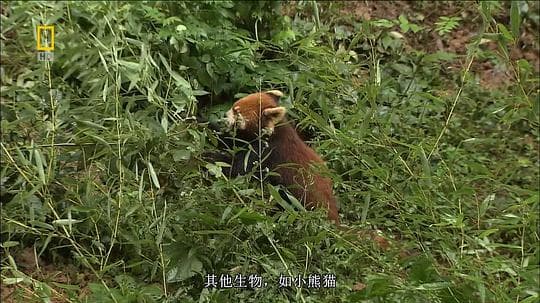 国家地理 - 大熊猫