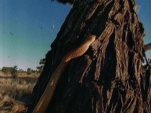 Serpent