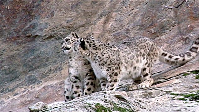 Snow Leopard: Beyond the Myth