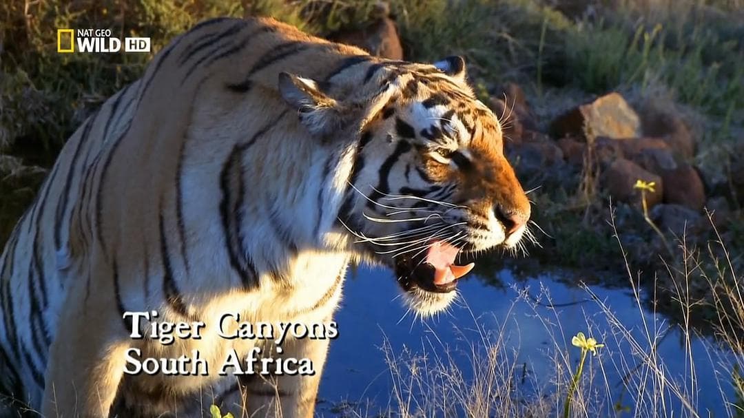 Tiger Man of Africa
