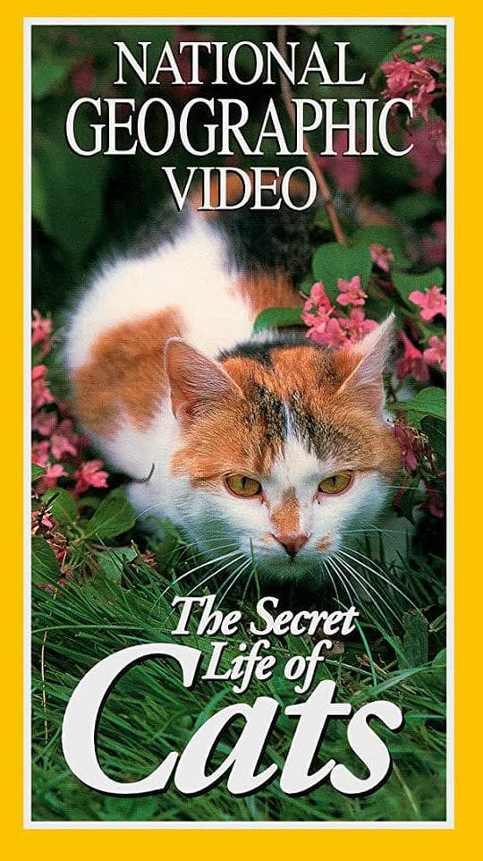 国家地理：猫咪的秘密日记