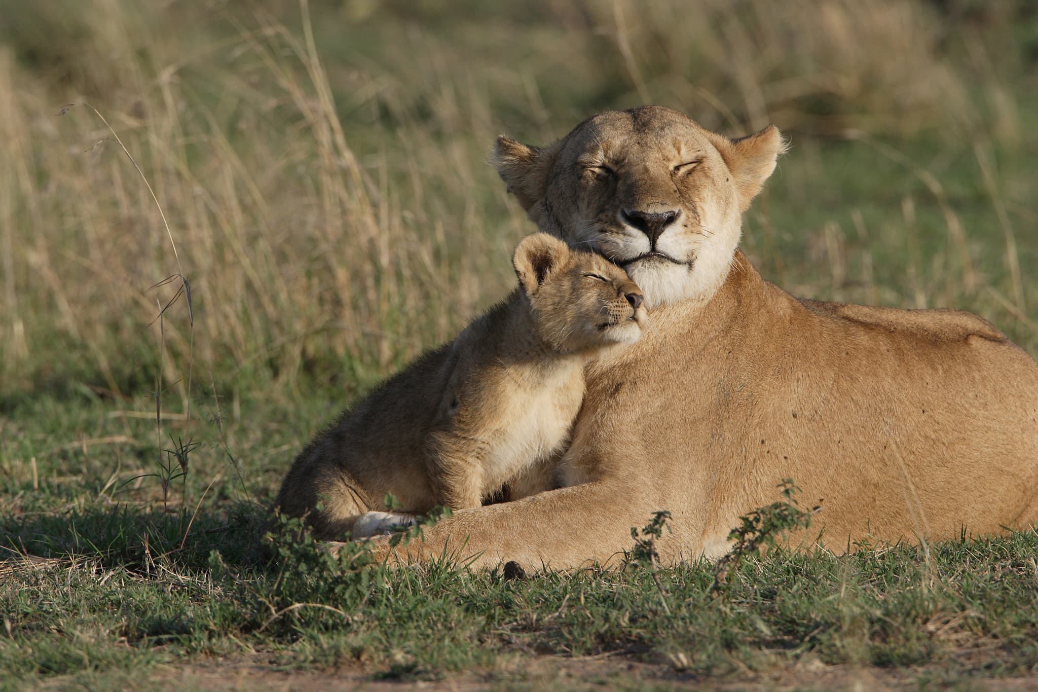 Big Cat Diary