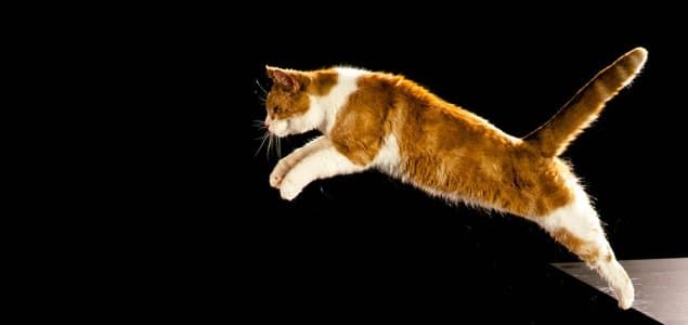 The Story of Cats