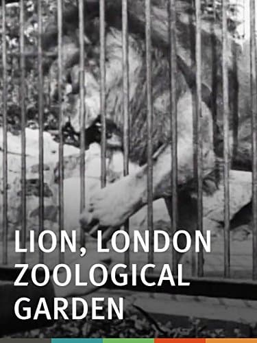 Lion, London Zoological Garden