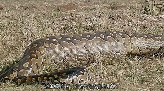 野生动物奇观