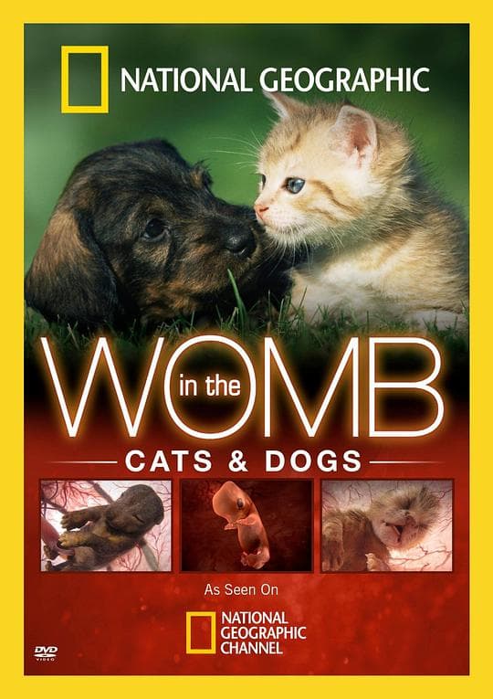 子宫日记：猫与犬