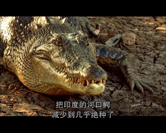 世界致命动物系列：印度篇