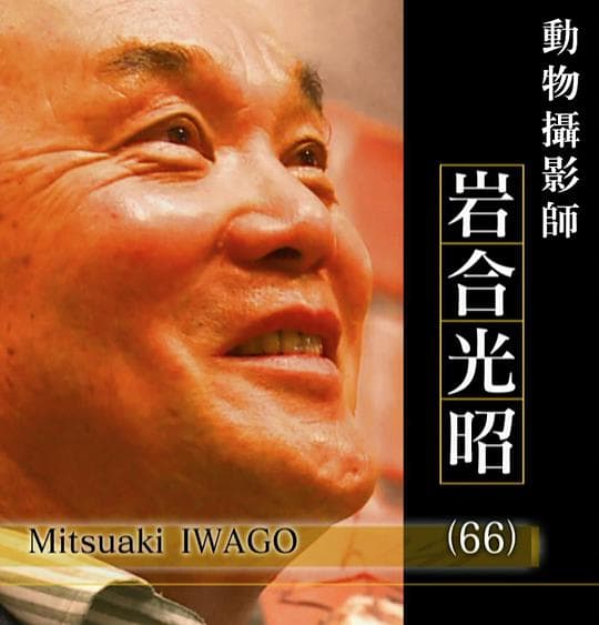 2017NHK纪录片Professional-行家本色 动物摄影师岩合光昭