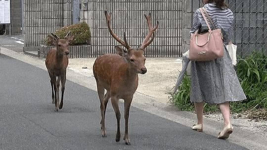 探秘奈良野生鹿
