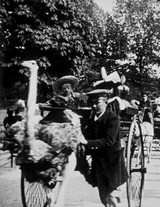 Promenade of Ostriches, Paris Botanical Gardens
