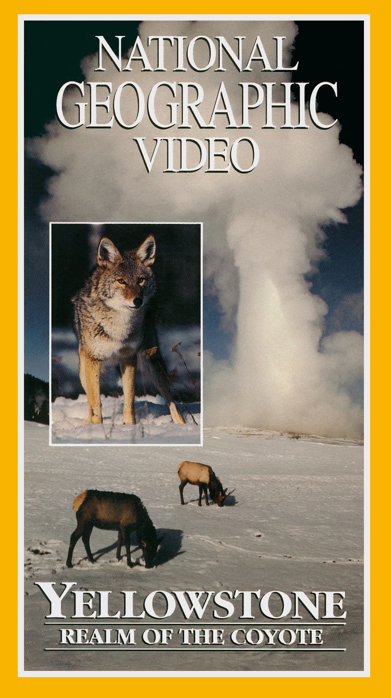 Yellowstone: Realm of the Coyote