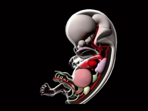 When Does Life Begin?