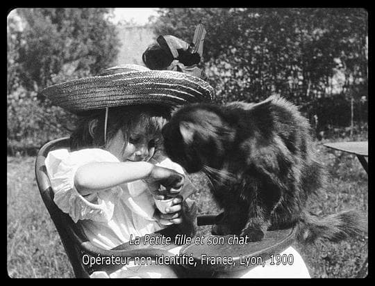 猫的午餐