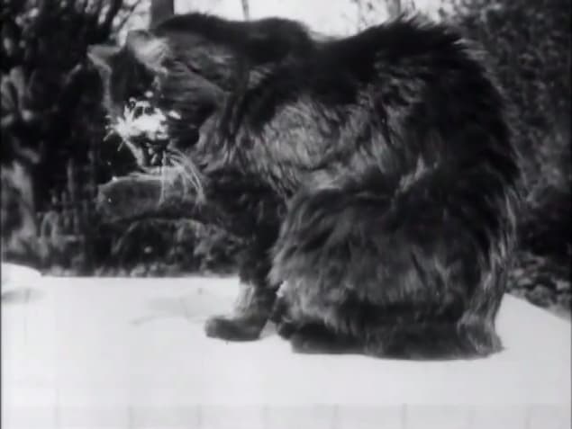 Le déjeuner du chat