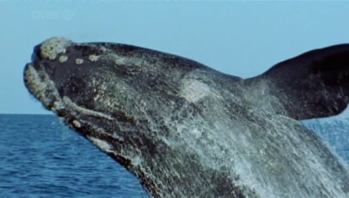 The Death of the Oceans?