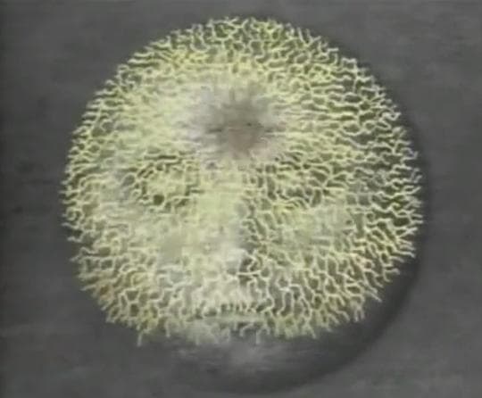太阳石