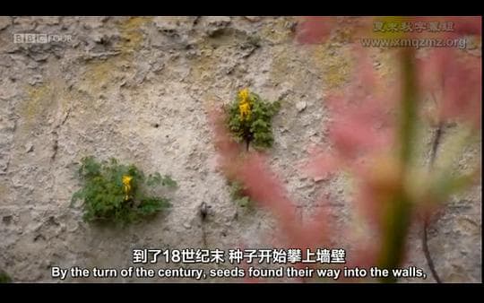 奇妙的杂草