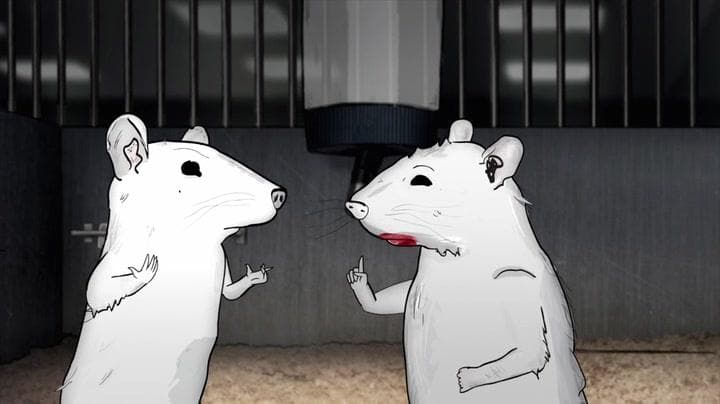 Rats
