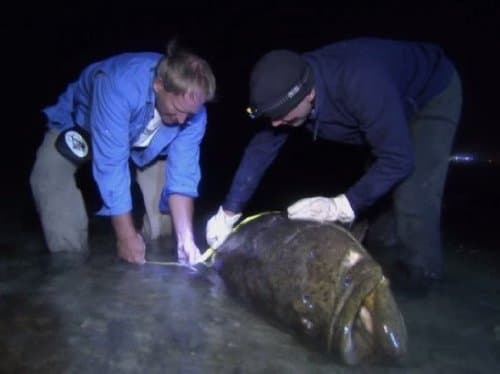 River Monsters Season 4