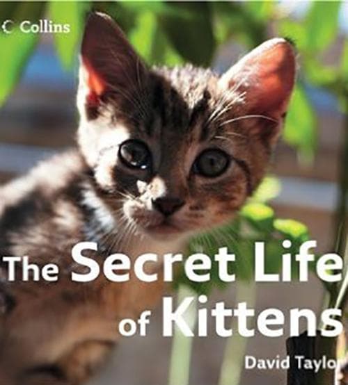 The Secret Life of Kittens