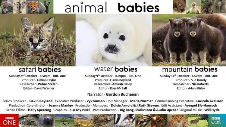 Animal Babies