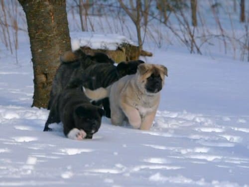 Too Cute!