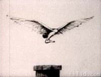 Freedom of the Leg