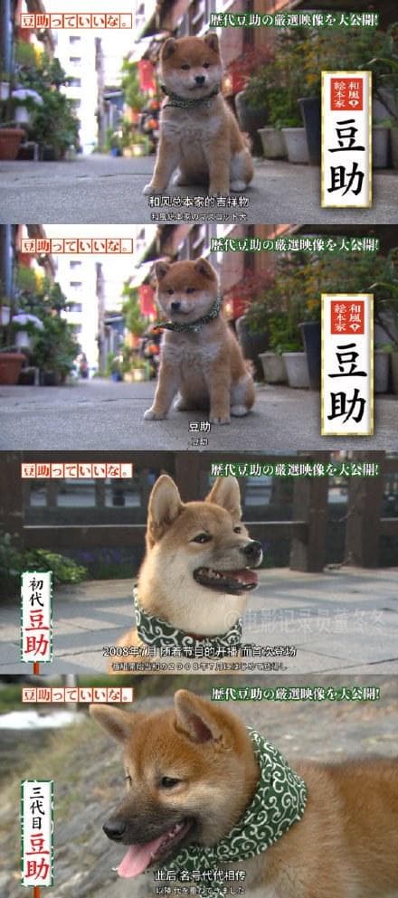 可爱的豆助