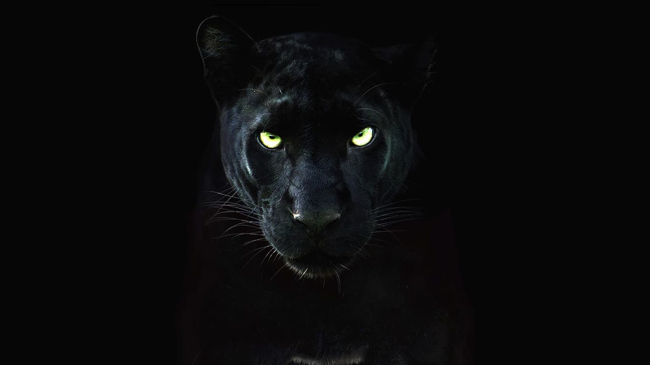 The Real Black Panther