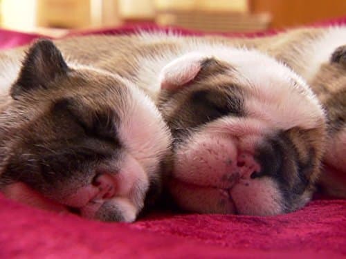 Pint-Sized: Tubby Puppies