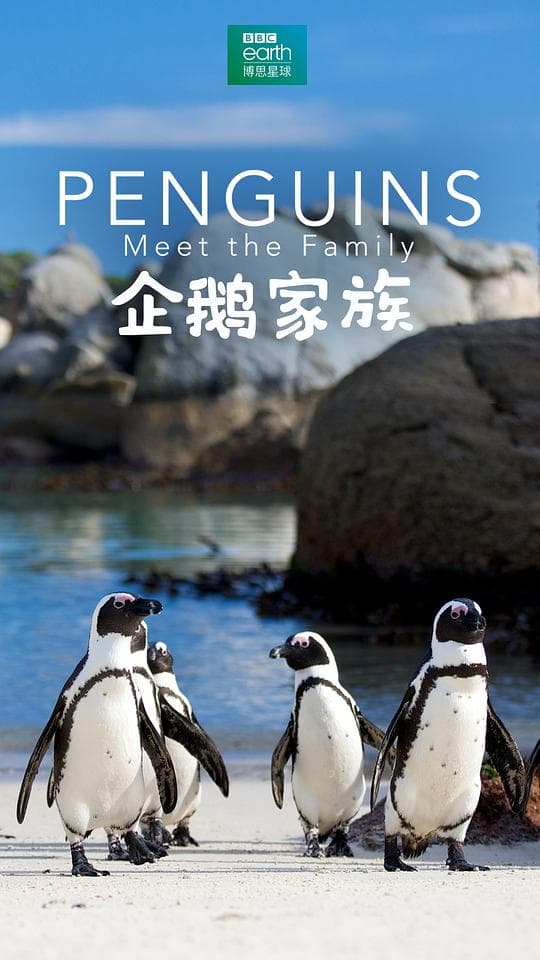 企鹅家族