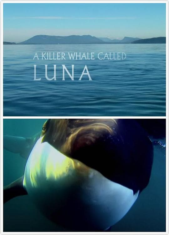 Natural World: A Killer Whale Called Luna