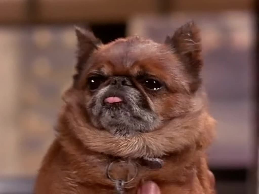 Dead Dog Talking